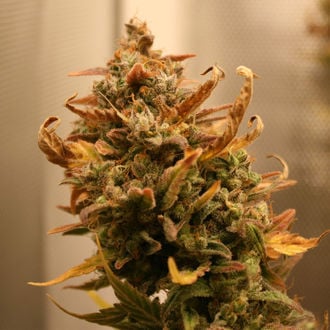 AK-420 Automatic (Zamnesia Seeds) feminized