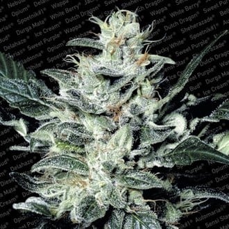 Sensi Star (Paradise Seeds) feminized