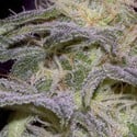 Sensi Star (Paradise Seeds) feminized