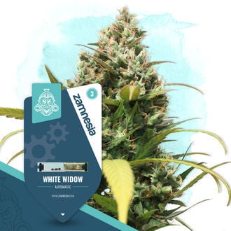 White Widow Automatic (Zamnesia Seeds) feminized