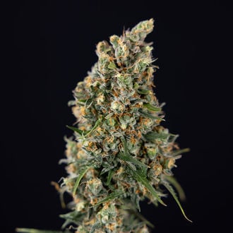 Sticky Beast Automatic (Zamnesia Seeds) feminized