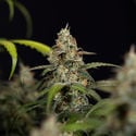 Sticky Beast Automatic (Zamnesia Seeds) feminized