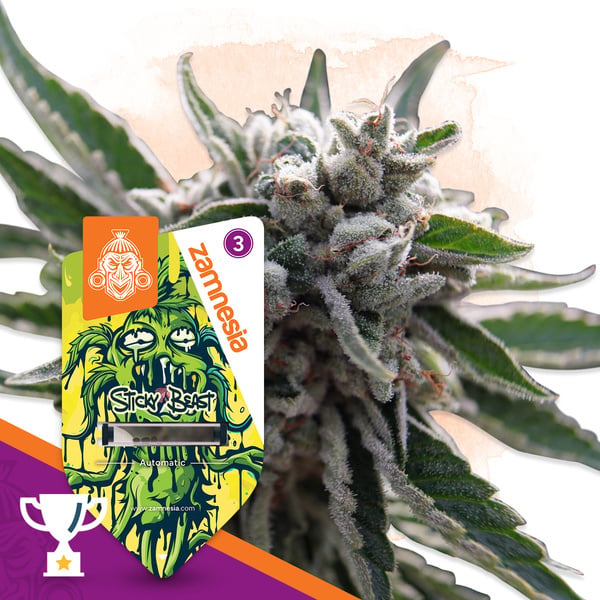 Sticky Beast Automatic (Zamnesia Seeds) feminized