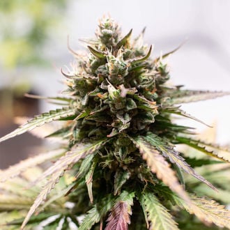 Amnesia Skunk Automatic (Zamnesia Seeds) feminized