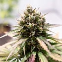 Amnesia Skunk Automatic (Zamnesia Seeds) feminized