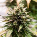 Amnesia Skunk Automatic (Zamnesia Seeds) feminized