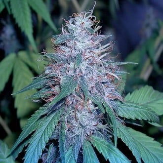 Grape Kush (Cali Connection) feminized