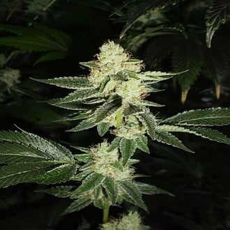 Louis XIII OG (Cali Connection) feminized