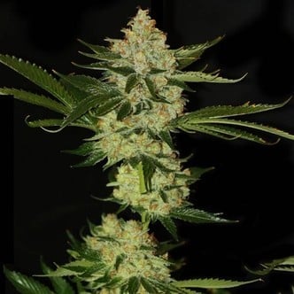 UnderDawg OG (T.H. Seeds) feminized