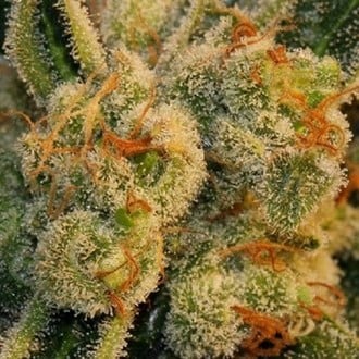 Auto Bubblegum (T.H.Seeds) feminized