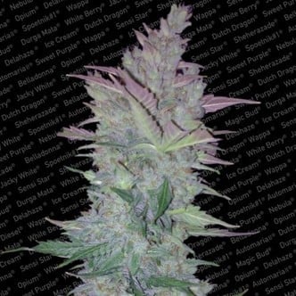 Vertigo (Paradise Seeds) feminized