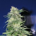 K2 (Homegrown Fantaseeds) feminized