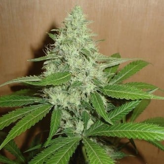 Mango (Homegrown Fantaseeds) feminized