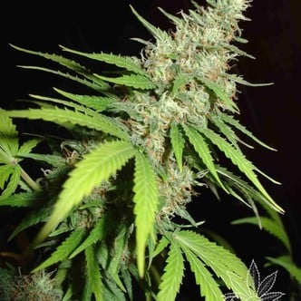 Top 44 (Homegrown Fantaseeds) feminized