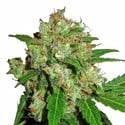 Sensi Skunk (Sensi Seeds) feminized