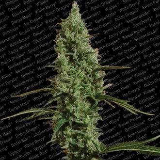 Atomical Haze (Paradise Seeds) feminized