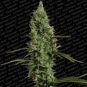 Atomical Haze (Paradise Seeds) feminized