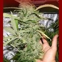 Crystal M.E.T.H. (Dr. Underground) feminized