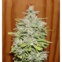 Crystal M.E.T.H. (Dr. Underground) feminized