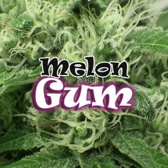 Melon Gum (Dr. Underground) feminized