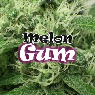 Melon Gum (Dr. Underground) feminized