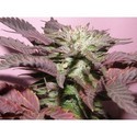 Melon Gum (Dr. Underground) feminized