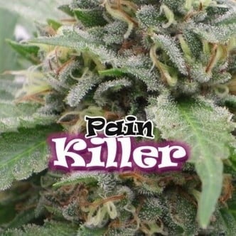 PainKiller (Dr. Underground) feminized