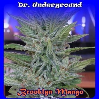 Brooklyn Mango (Dr. Underground) feminized