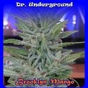 Brooklyn Mango (Dr. Underground) feminized