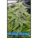 King Kong (Dr. Underground) feminized