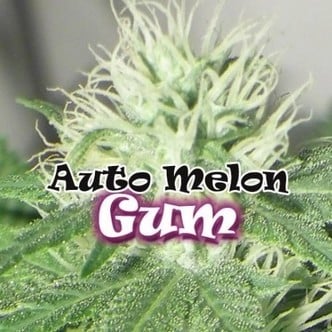 Auto Melon Gum (Dr. Underground) feminized