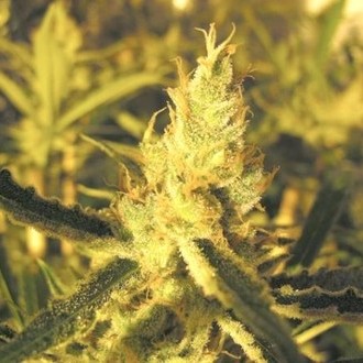 Y Griega CBD (Medical Seeds) feminized
