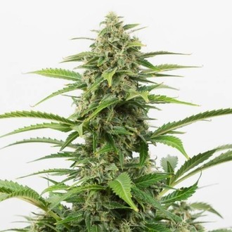 Critical+ Autoflowering (Dinafem) feminized