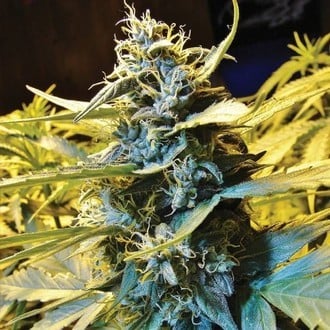 Auto Northern HOG (T.H.Seeds) feminized