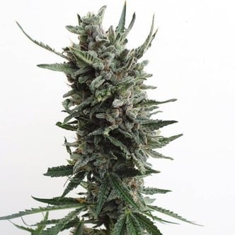 Auto Critical HOG (T.H. Seeds) feminized