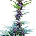 Deluxe Mix (Cannabiogen) feminized