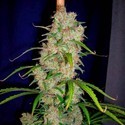 Destroyer (Cannabiogen) feminized