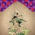 Red Purps (Female Seeds) feminized