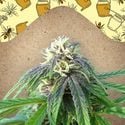 Easy Sativa (Female Seeds) feminized