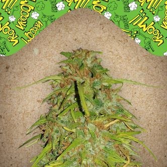 Auto Speed Bud (Female Seeds) feminized