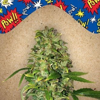 Auto AK (Female Seeds) feminized