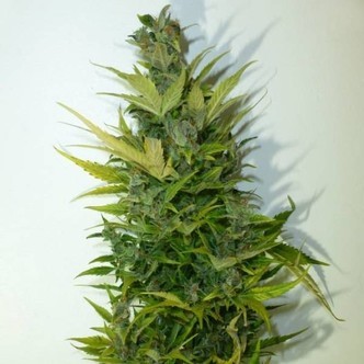 Lemon Haze Auto (Flash Auto Seeds) feminized