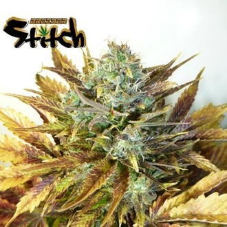 Purple Sirius Kush Auto (Flash Auto Seeds) feminized