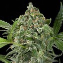 White Cheese Autoflowering (Dinafem) feminized