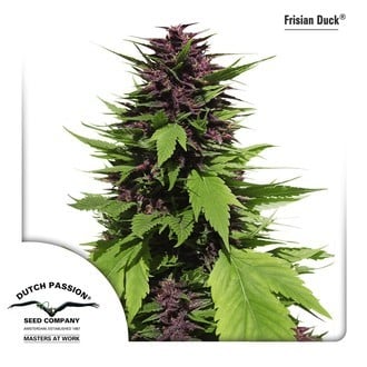 Frisian Duck (Dutch Passion) feminized