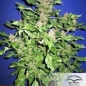 Frisian Duck (Dutch Passion) feminized