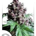 Frisian Duck (Dutch Passion) feminized