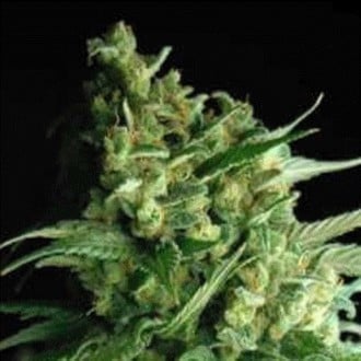 Double Bubble Berry (Sagarmatha Seeds) feminized