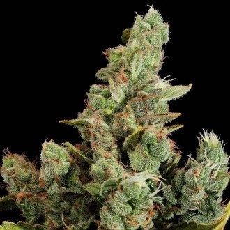 Cheese (Dinafem) feminized