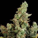 Cheese (Dinafem) feminized